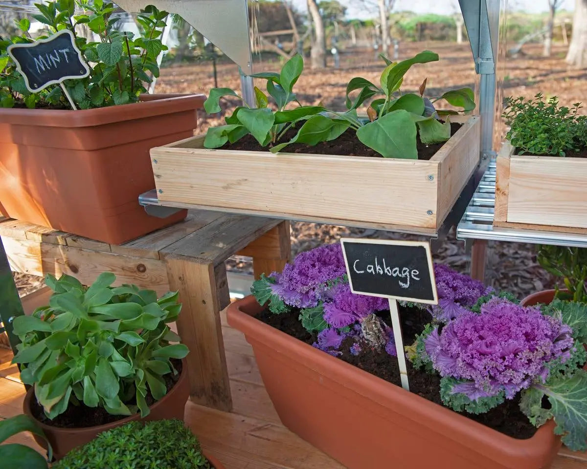 Balance® 8 ft. x 12 ft. Greenhouse Silver Frame Clear & TwinWall Panels | Palram-Canopia 8' Wide Balance Canopia by Palram