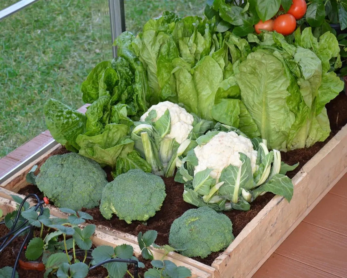 Drip Irrigation Kits for Greenhouses | Palram-Canopia Greenhouse Accessories Canopia by Palram