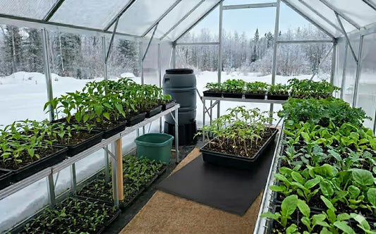 Seedlings growing in a greenhouse with snow on the ground outside