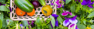 Why Polycarbonate panels Canada Greenhouse Kits