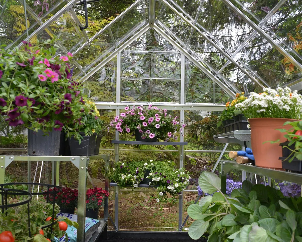 Harmony™ 6 ft. x 8 ft. Greenhouse Clear Panels Silver Frame | Palram-Canopia 6' Wide Harmony Canopia by Palram   