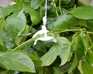 Trellising Kit Pro for Greenhouses | Palram-Canopia Canopia by Palram