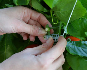 Trellising Kit Pro for Greenhouses | Palram-Canopia Canopia by Palram